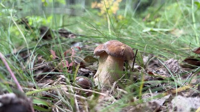 Mushroom hunting. Edible Boletus mushroom collecting. Foraging for Porcini Cep White mushrooms. Wild Harvest, Mushrooming season in forest. Pine bolete in woodland. Picking bolete mushroom.