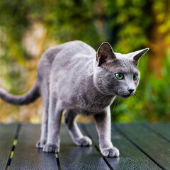 Blue cat sitting on wooden table with green background, sitting in the garden.