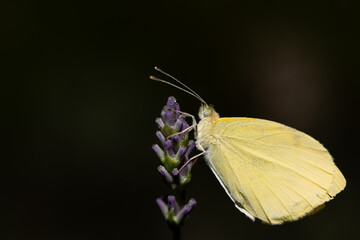 A small yellow butterfly, a brimstone butterfly, sits on the flower of a lavender. The background...
