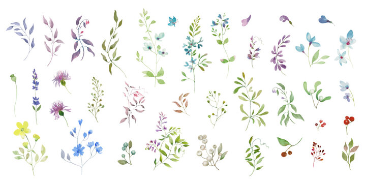Watercolor floral  set. Hand drawing illustration isolated on white background. Vector EPS.