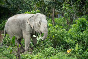 Elefant in Thailand