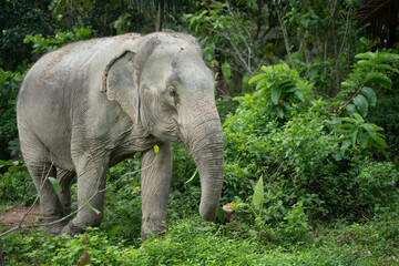 Elefant in Thailand