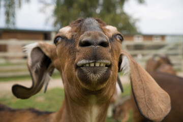 funny smiling Angloubian goat, farm in background