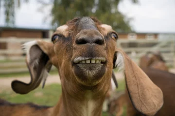 Foto op Plexiglas funny smiling Angloubian goat, farm in background © Jakub