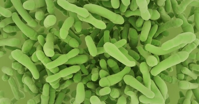 Bacillus. Bacterias flow animation. Bacillus subtilis, Bacillus anthracis, Bacillus cereus. Bacillota.