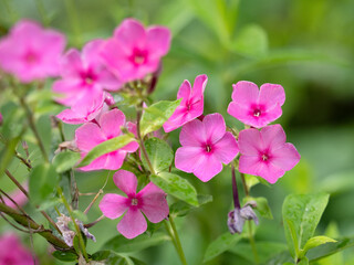 クサキョウチクトウの花