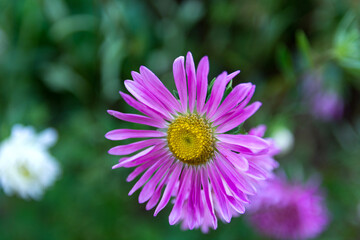 Obraz premium Gorgeous purple Aster flower in a summer garden. Blurry green background. Natural backdrop with ample copy space