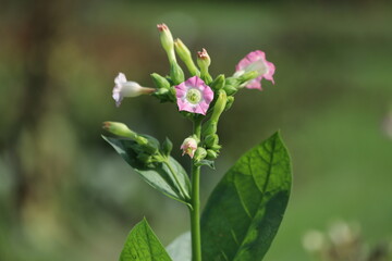 Common tobacco, Nicotiana tabacum. Inflorescence of tobacco flowers.