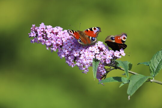 Buddleja davidii. Peacock butterfly feeding on a violet buddleja flower.
