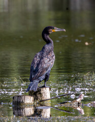 Gren eyed cormorant sitting at the lake.