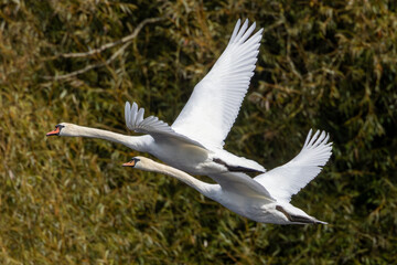 Pair of swans flying in close formation
