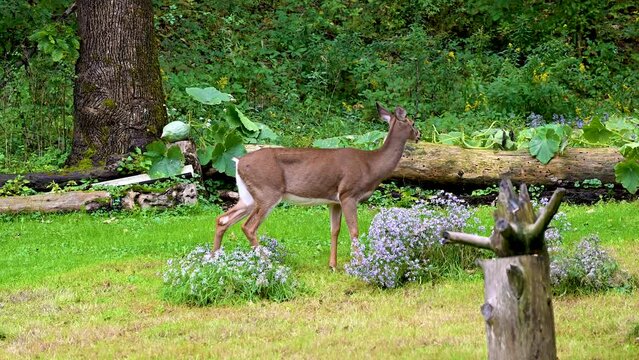 A female deer, a doe, comes down from the woods to much on some fresh flowers or maybe weeds in our yard in Windsor in Upstate NY.
