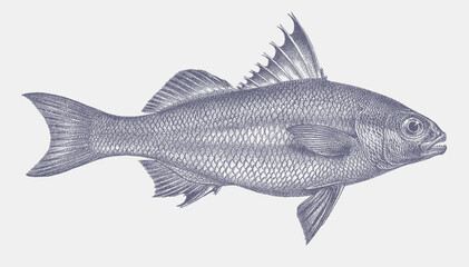 Borriqueta porgy boridia grossidens, after antique copperplate