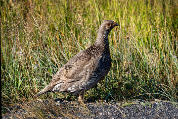 Grouse in Yellowstone National Park