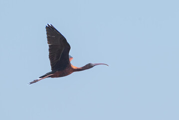 The glossy ibis, Plegadis falcinellus is a water bird in the order Pelecaniformes and the ibis and...