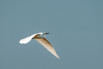 The little egret, Egretta garzetta is a species of small heron in the family Ardeidae.