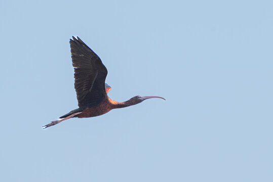The glossy ibis, Plegadis falcinellus is a water bird in the order Pelecaniformes and the ibis and spoonbill family Threskiornithidae