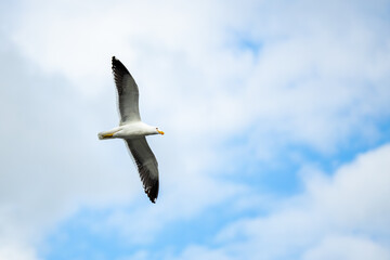 V&ocirc;o da Gaivota