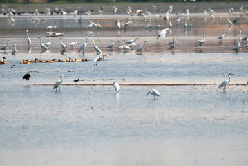 A flock of cranes of various species was looking for food in the swamp
