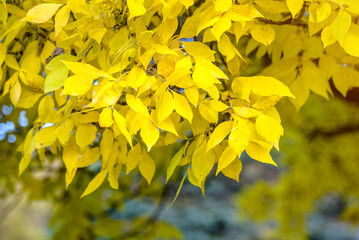 Autumn background-yellow leaves in the city Park
