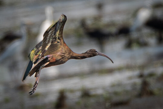 the glossy ibis, plegadis falcinellus is a water bird in the order pelecaniformes and the ibis and spoonbill family threskiornithidae