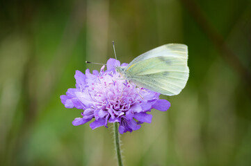 Small White butterfly on scabious flower.