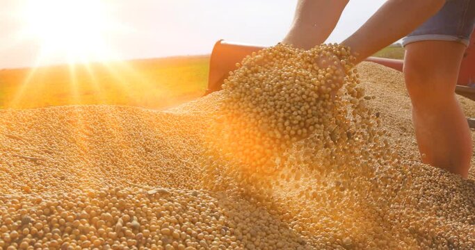 Soybean grain in a hands of successful young farmer in tractor trailer after harvest for transport to the warehouse storage at sunset, agricultural occupation. Close up - slow motion