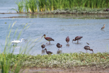 The glossy ibis, Plegadis falcinellus is a water bird in the order Pelecaniformes and the ibis and...