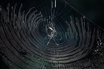 Spider Nephila pilipes, northern golden orb weaver or giant golden orb weaver is a species of...