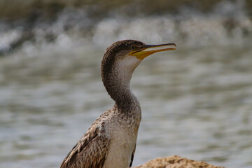 cormorant bird that fishes in the sea