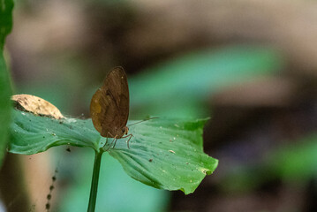 Faunis canens, the common faun, is a butterfly from Indonesia that belongs to the Morphinae, a subfamily of the brush-footed butterflies - obrazy, fototapety, plakaty