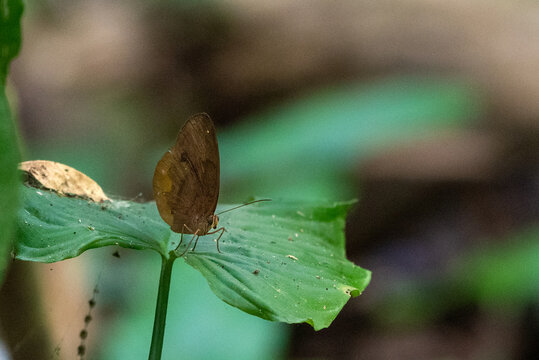 Faunis canens, the common faun, is a butterfly from Indonesia that belongs to the Morphinae, a subfamily of the brush-footed butterflies
