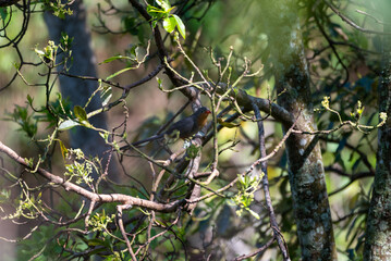 The red billed malkoha, Zanclostomus javanicus is a species of cuckoo in the family Cuculidae. It...