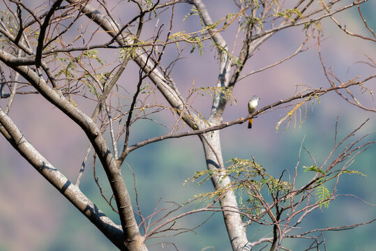 The small minivet, Pericrocotus cinnamomeus is a small passerine bird and this minivet is found in tropical southern, Indonesia