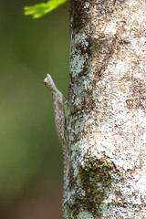 Draco volans, also commonly known as the common flying dragon, is a species of lizard in the family Agamidae