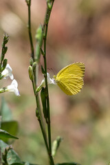 Eurema blanda, the three spot grass yellow, is a small butterfly of the family Pieridae which is found in Indonesia