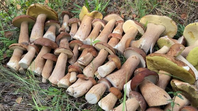Mushroom hunting. Edible Boletus mushroom collecting. Foraging for Porcini Cep White mushrooms. Wild Harvest, Mushrooming season in forest. Pine bolete in woodland. Picking bolete mushroom.