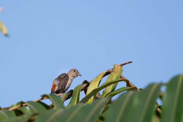 The orange-bellied flowerpecker, Dicaeum trigonostigma is a species of bird in the family Dicaeidae