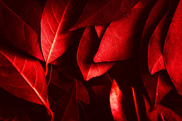 Close up of leaves. Daphne leaves background high angle view. Selective focus included