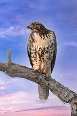Red tailed hawk at sunset