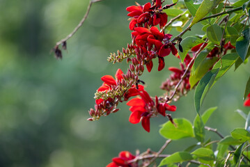 Erythrina crista galli, often known as the cockspur coral tree, is a flowering tree in the family Fabaceae,