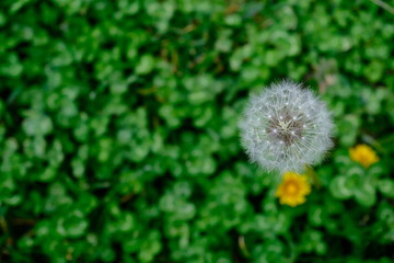 Fototapeta premium dandelion on grass
