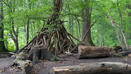 Forest scene with shelter built by human and tree trunks lying around