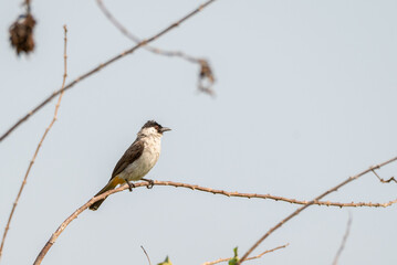 The sooty headed bulbul bird, Pycnonotus aurigaster is perching on the tree. Indonesia locally name is Kutilang bird