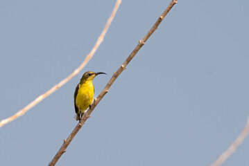 The olive backed sunbird, Cinnyris jugularis, also known as the yellow bellied sunbird, is a species of sunbird found from Indonesia.