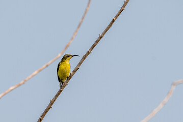 The olive backed sunbird, Cinnyris jugularis, also known as the yellow bellied sunbird, is a species of sunbird found from Indonesia.