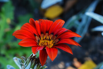 A red flower with a yellow center in nature.