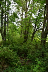 footpath in the forest
