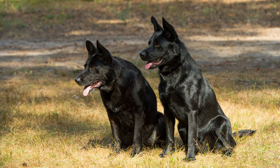 black german shepherd dog on the grass