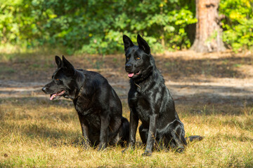 Obraz na płótnie Canvas black german shepherd dog on the grass